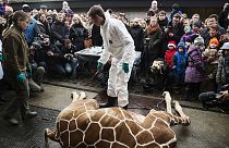Second healthy giraffe named Marius may be put down in Denmark