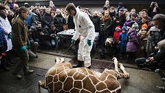 Danemark : une deuxième girafe nommée Marius risque d’être euthanasiée