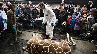 Second healthy giraffe named Marius may be put down in Denmark