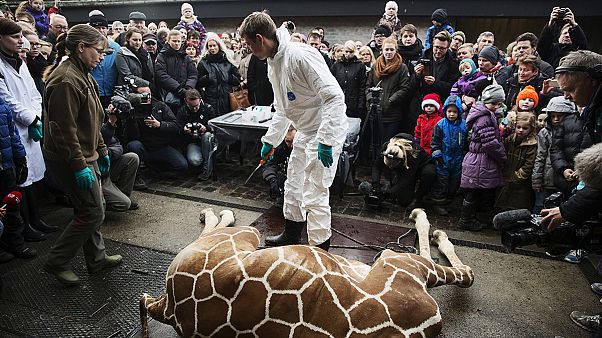 Second healthy giraffe named Marius may be put down in Denmark Second healthy giraffe named Marius may be put down in Denmark