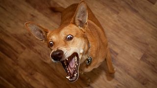 Watch: angry football fan throws dog at referee