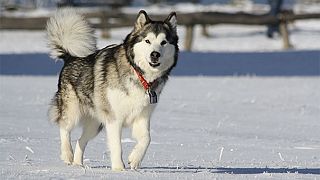 Baby vom Hund der Familie totgebissen