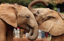 Ελέφαντας: Γίγαντας με χρυσή καρδιά