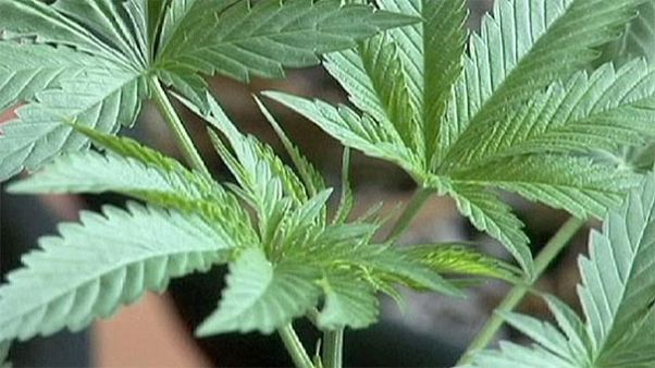 France: Police test positive for cannabis amid stockpile at station near Lille France: Police test positive for cannabis amid stockpile at station near Lille