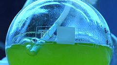 Is olive oil greener with algae?