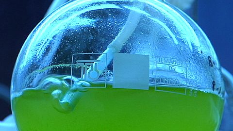 Is olive oil greener with algae?