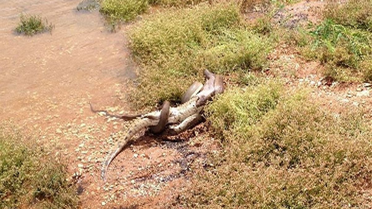 Incredible moment a snake kills a crocodile... and then eats it for lunch