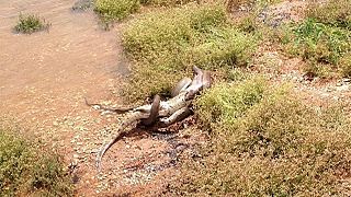 Kígyó nyelt le krokodilt Ausztráliában