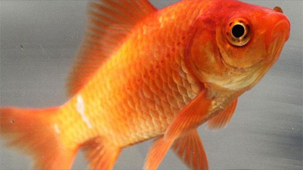 UK: 'Horrendous cruelty' of woman who 'microwaved' kitten for eating goldfish UK: 'Horrendous cruelty' of woman who 'microwaved' kitten for eating goldfish