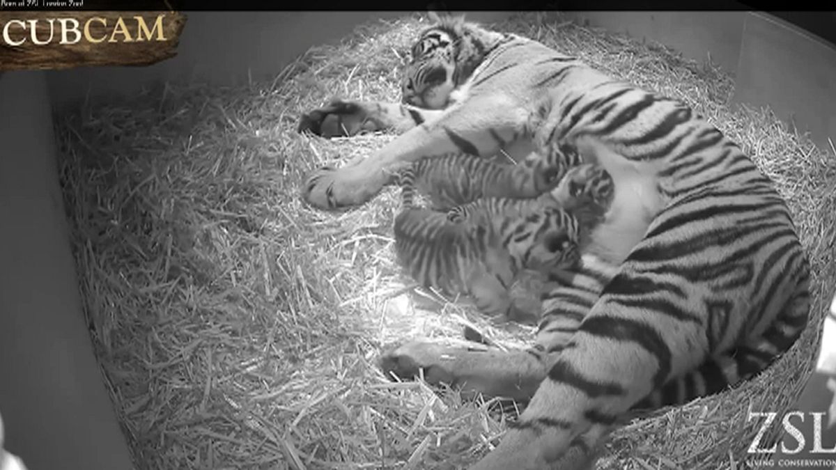 Watch: Adorable first moments of rare new-born tiger cubs at London Zoo