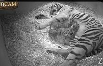 Watch: Adorable first moments of rare new-born tiger cubs at London Zoo