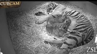Скрытые камеры заcняли рождение трех тигрят в Лондонском зоопарке