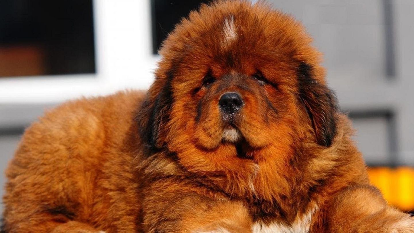 Tibetan mastiff puppy 'sold for €1.4 million' | Euronews