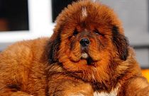 Tibetan mastiff puppy ‘sold for €1.4 million’