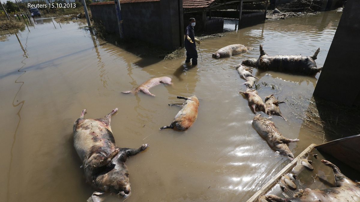 Власти Китая «выудили» из реки Ган 157 мертвых свиней