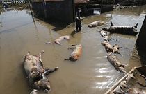 Власти Китая «выудили» из реки Ган 157 мертвых свиней