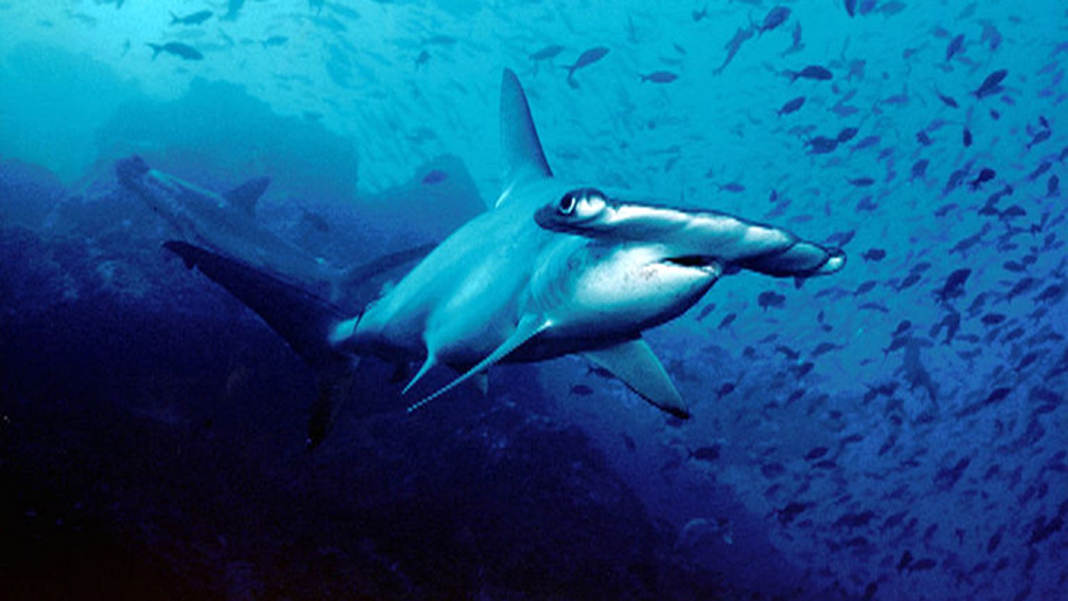 Watch: Incredible footage of a shark dragging a kayaker through the sea
