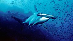 Watch: Incredible footage of a shark dragging a kayaker through the sea