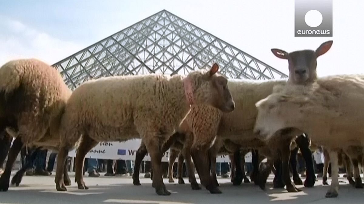 Paris : des moutons s'invitent au Louvre