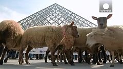 Paris : des moutons s'invitent au Louvre