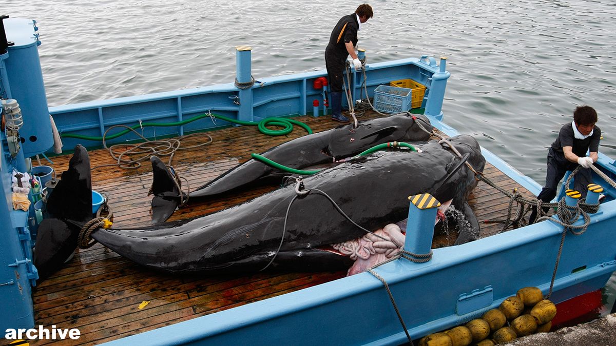 International Court of Justice judges revoke Japan's whaling permit