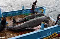 International Court of Justice judges revoke Japan's whaling permit