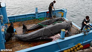CIJ ordena a Japón que revoque los permisos de caza de ballenas en Antártida