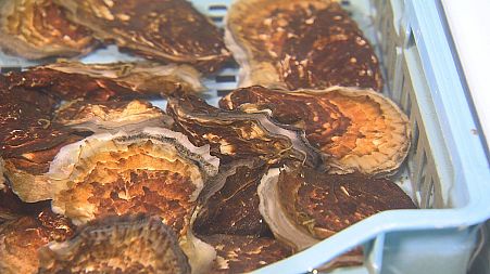 Viral attack: defenseless oysters