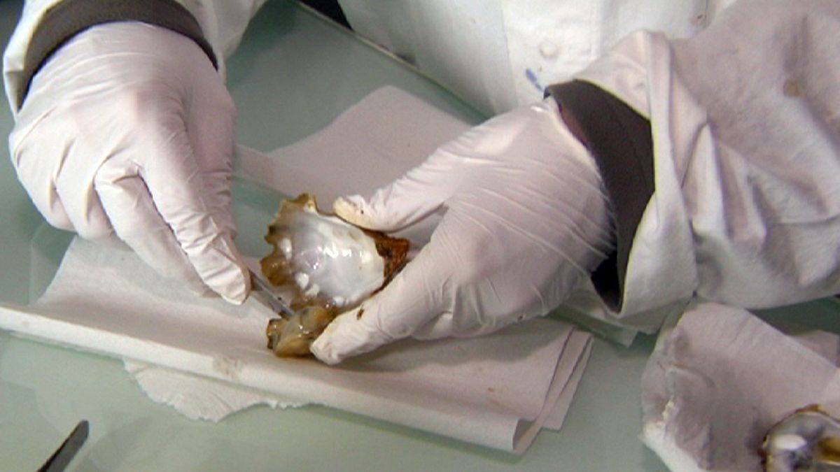 Do you know: can you vaccinate an oyster?
