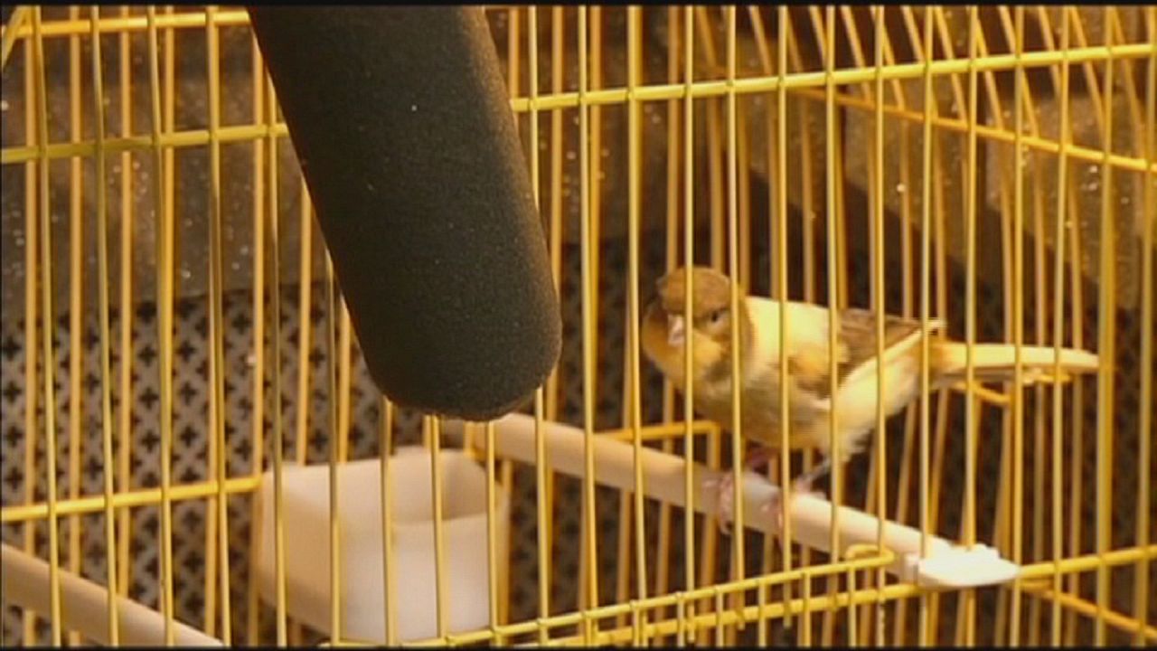 scaricare cinguettio uccelli da