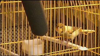 Το κελάηδισμα των πουλιών λύνει προβλήματα ανθρώπινης ομιλίας
