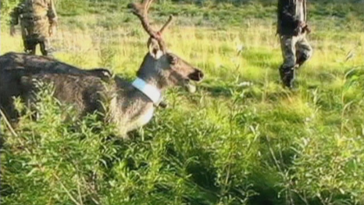 Il GPS protagonista della salvaguardia degli animali Il GPS protagonista della salvaguardia degli animali