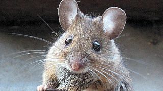 A fiatal vér visszafordította az idősebb egerek öregedését