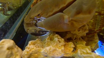 Do you know: can crab shells be toxic?