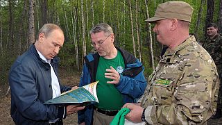 Putyin árva tigriseket engedett szabadon