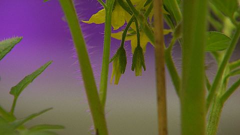 Talking Plants
