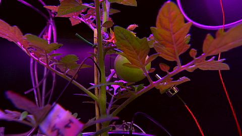 Do you know: can plants speak?