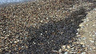 Χιλιάδες νεκρά ψάρια σε παραλία της Σάμου