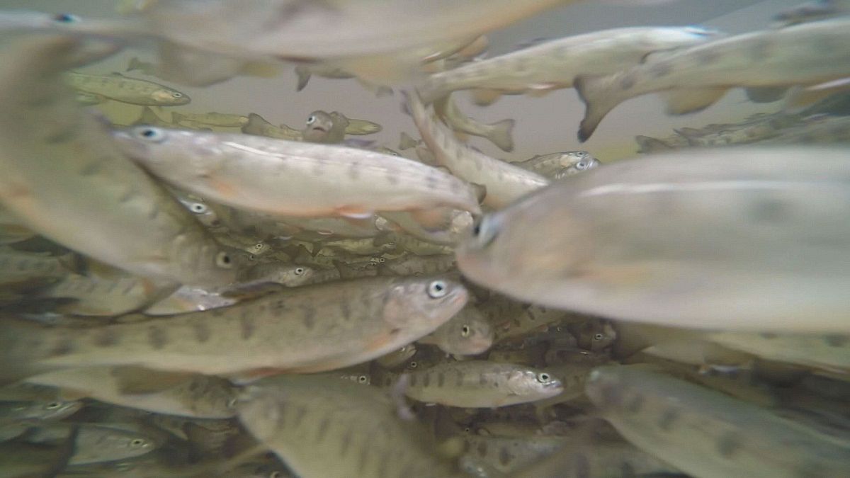 بحوث لتربية أسماك ألذ وأكثر ملائمة للبيئة