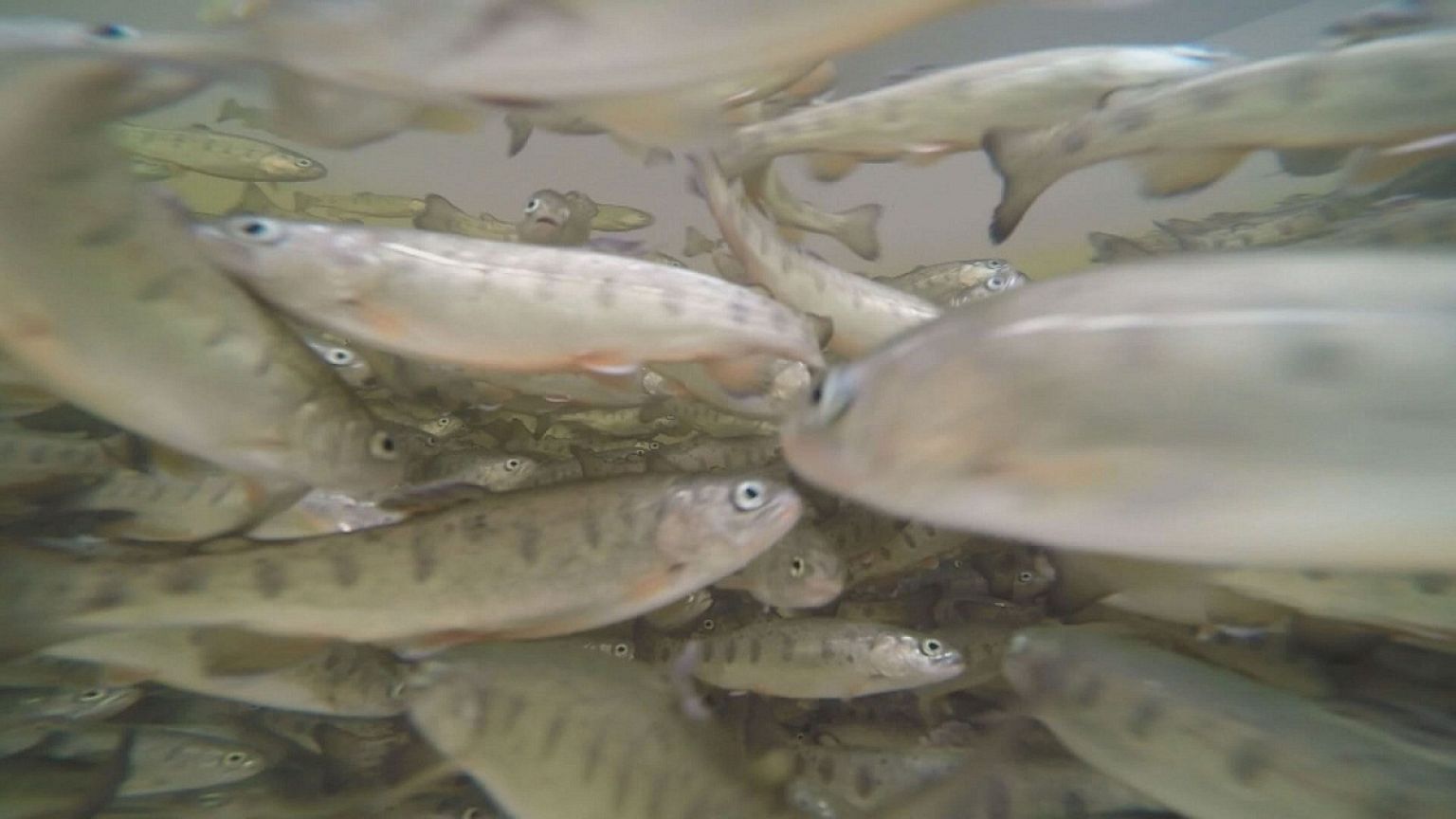 Acuicultura: la pesca del futuro