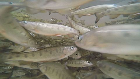 Fish of the future