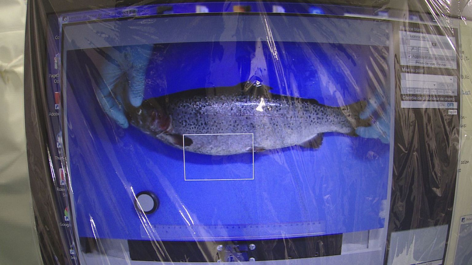 Do you know: is wild fish better than farm fish?