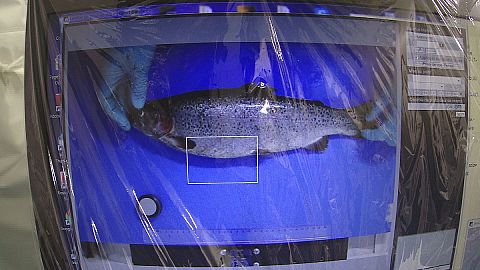 Do you know: is wild fish better than farm fish?