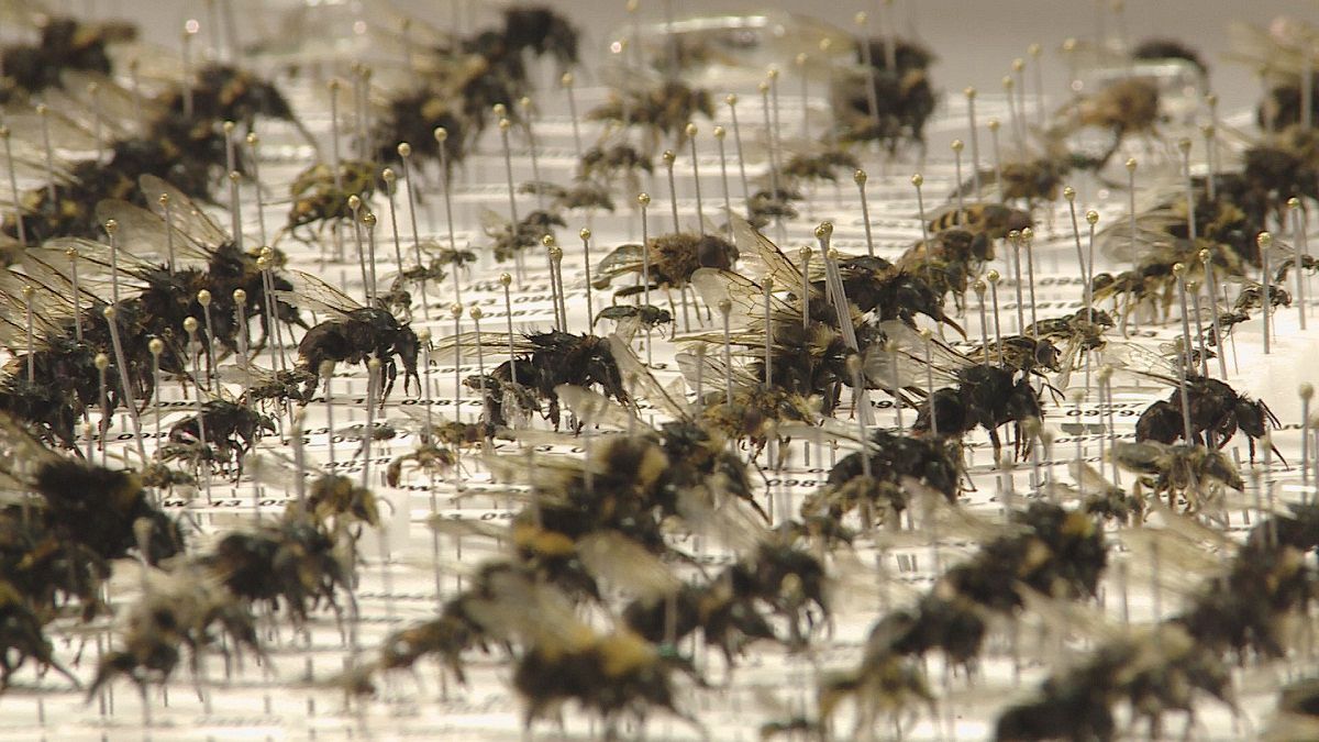 Do you know: can we survive without bees?
