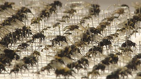 Do you know: can we survive without bees?