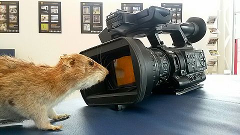 Spray the rats away - better ways to rid us of rodents