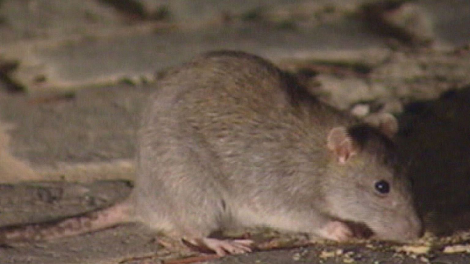 Do you know: why kill rats?