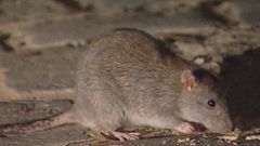 Do you know: why kill rats?