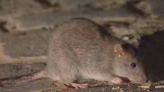 Do you know: why kill rats?