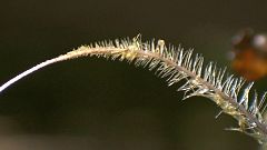 Do you know: what's the wood wide web?